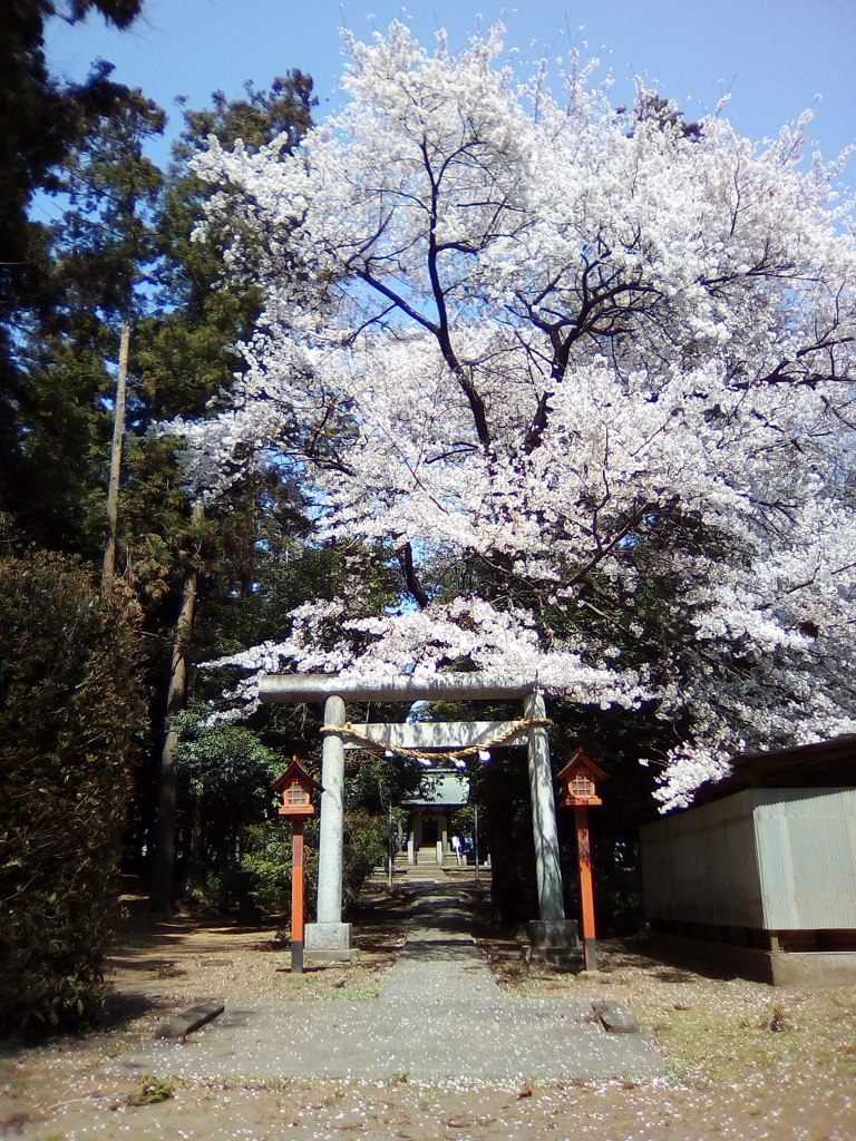 2019/04/06_伊奈崇霊社の桜