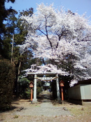 2019/04/06_伊奈崇霊社の桜