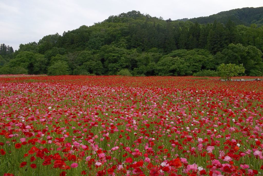 2015/05/23_ポピー畑