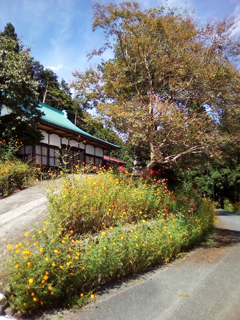 2018/09/17_正善寺のキバナコスモスと彼岸花と百日紅