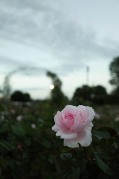 2017/10/07_伊奈町制施行記念公園の夕暮れ薔薇
