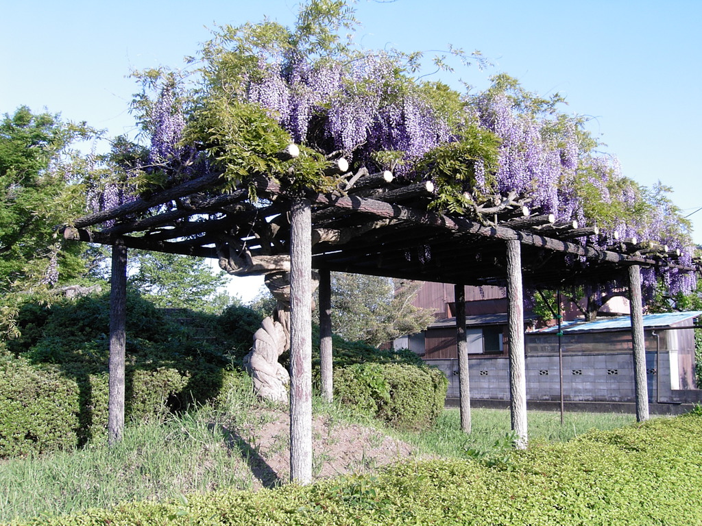 2017/05/04_鎮守の森公園の藤