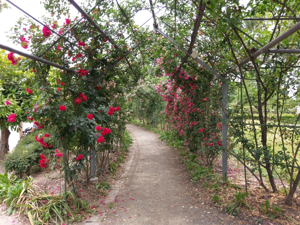 2018/05/26_平成の森公園のバラの小径