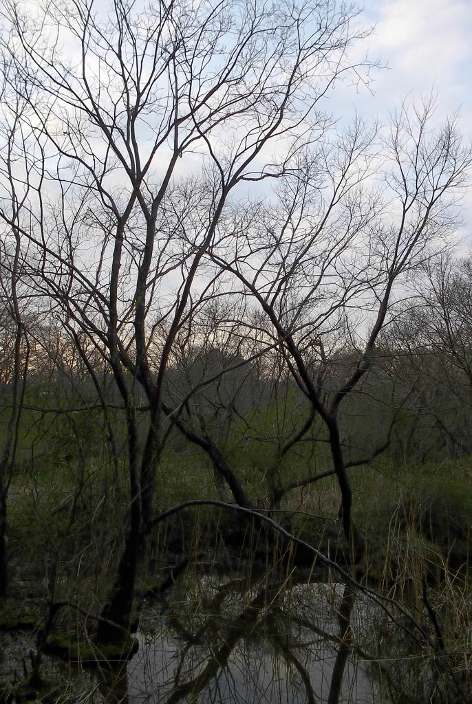 2016/03/26_北本自然観察公園