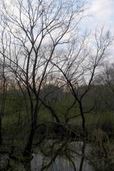 2016/03/26_北本自然観察公園