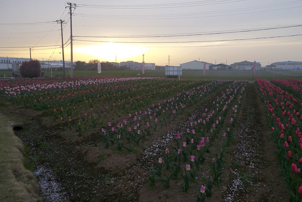 2016/04/10_夕暮れの花のオアシス