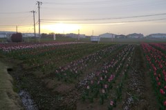 2016/04/10_夕暮れの花のオアシス