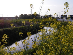 2017/04/16_元荒川の菜の花