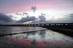 2015/06/28_水田の夕暮れ