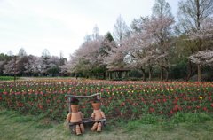2016/04/09_花の丘農林公苑のチューリップ（と桜）