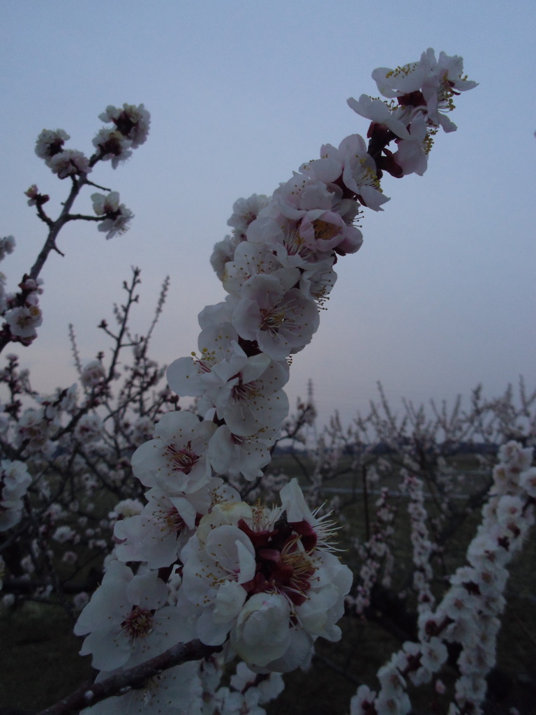 2017/03/05_夕暮れの白梅