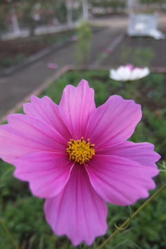 2015/10/18_伊奈バラ園のコスモス