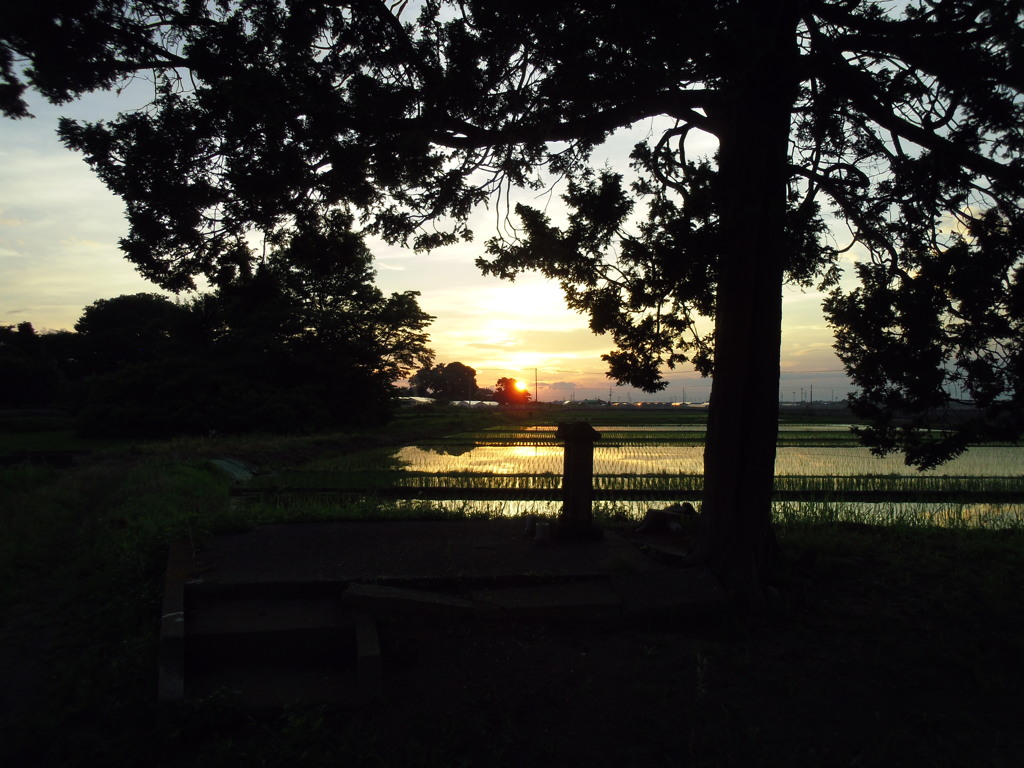 2017/07/02_弁財天越しの水田の夕暮れ