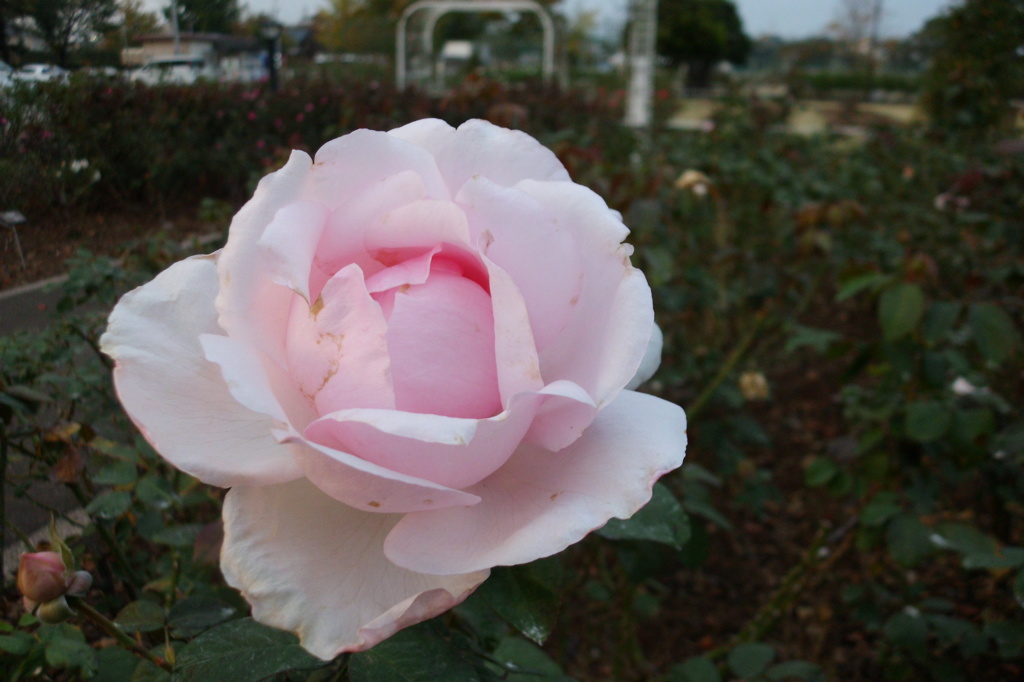 2014/10/12_伊奈バラ園の薔薇