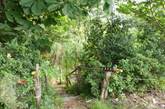 2014/06/21_ホタルの里