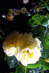 2015/05/17_夜の伊奈バラ園