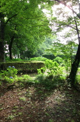 2015/07/05_伊奈アジサイ園