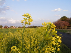 2017/04/15_菜の花と桜