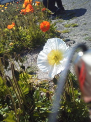 2016/03/03_千倉のポピー