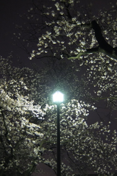 2015/04/05_上尾市文化センターの夜桜