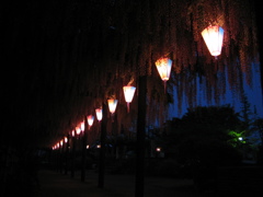 2016/05/07_玉敷公園の夜藤