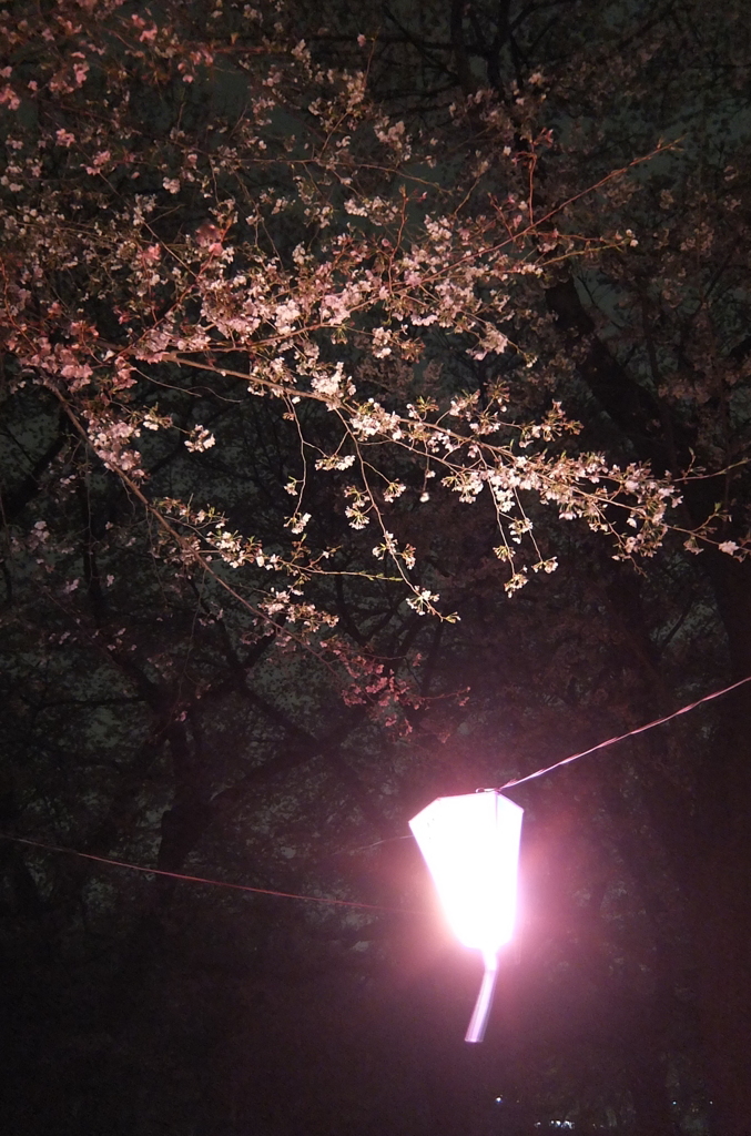2014/04/05_無線山の夜桜