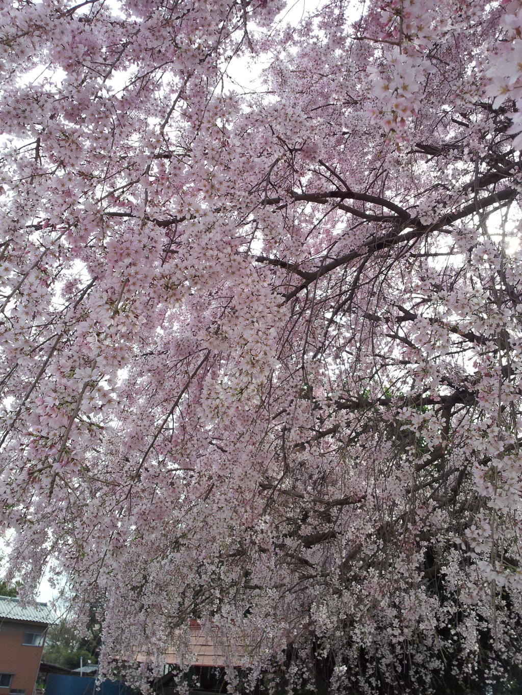 2016/04/03_放光寺の枝垂れ桜