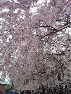 2016/04/03_放光寺の枝垂れ桜