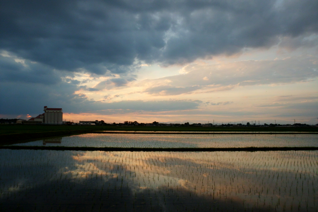 2016/06/26_水田の夕暮れ