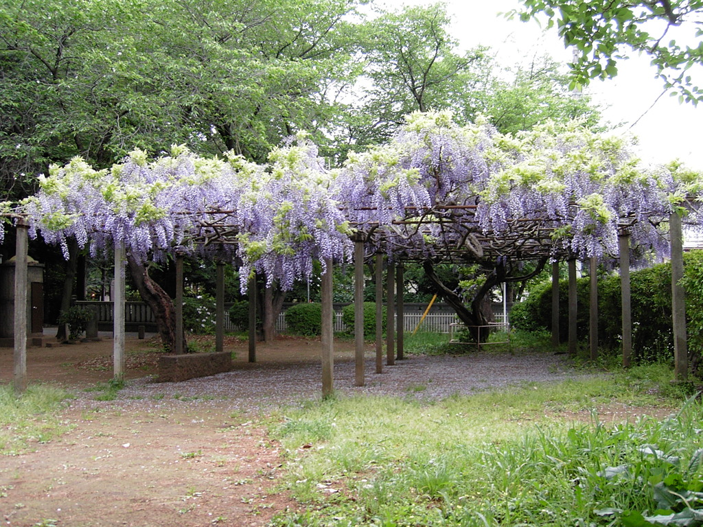 2017/05/03_氷川児童公園の藤