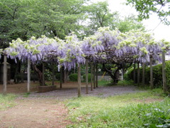 2017/05/03_氷川児童公園の藤