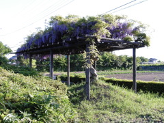 2017/05/04_鎮守の森公園の藤