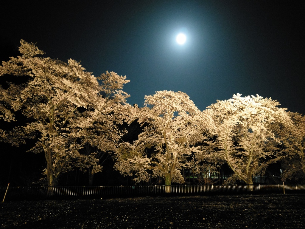 2018/03/31_外秩父の月夜桜