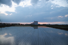 2016/06/26_水田の夕暮れ