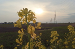 2016/04/16_農道の菜の花