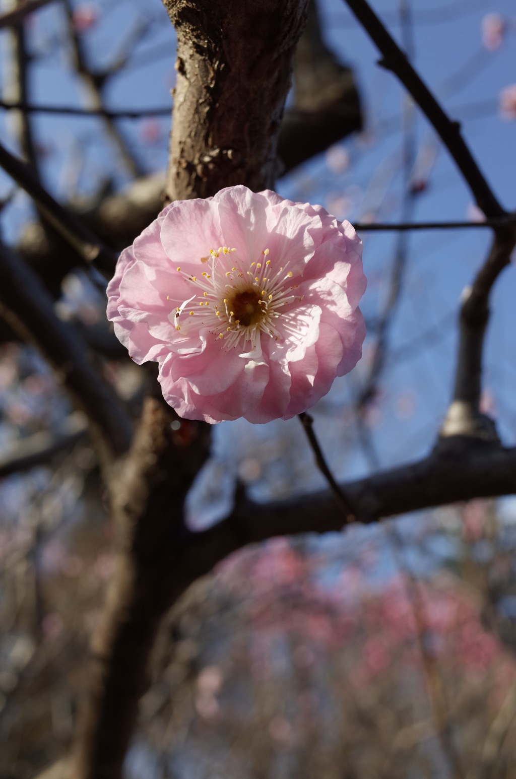 2016/03/20_農林公園の梅（楊貴妃）