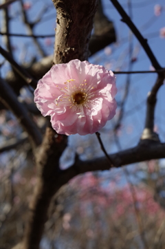 2016/03/20_農林公園の梅（楊貴妃）