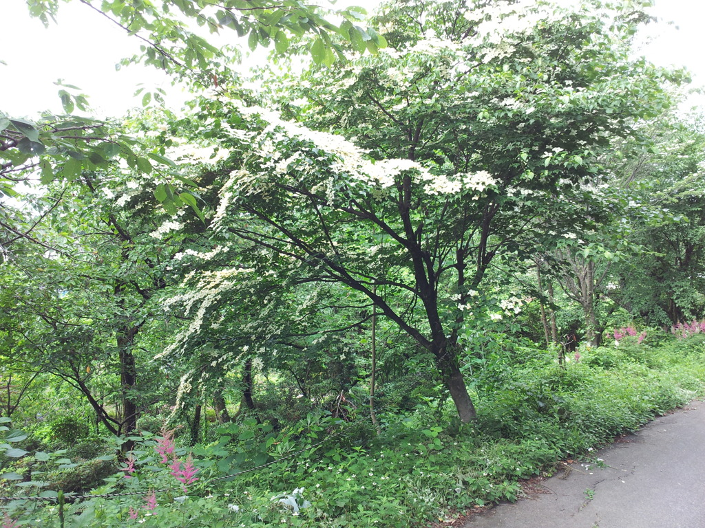 2018/06/16_天神山の山法師