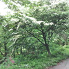 2018/06/16_天神山の山法師