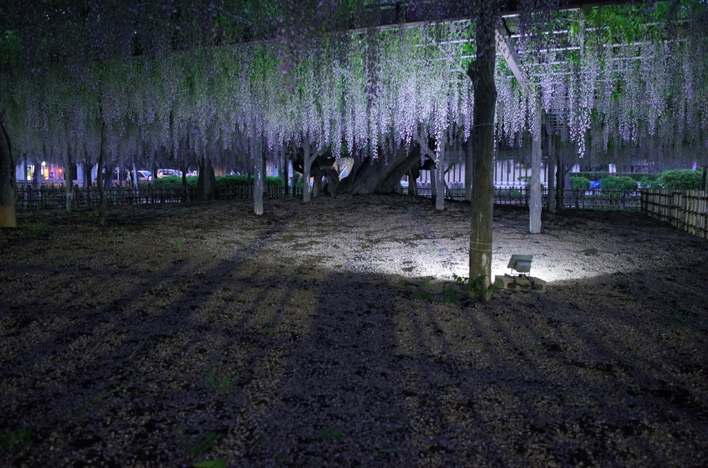2016/05/07_玉敷公園の夕暮れ藤