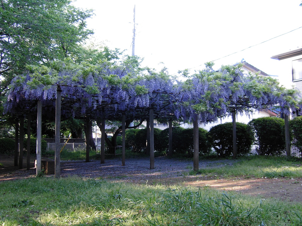 2017/05/04_氷川児童公園の藤