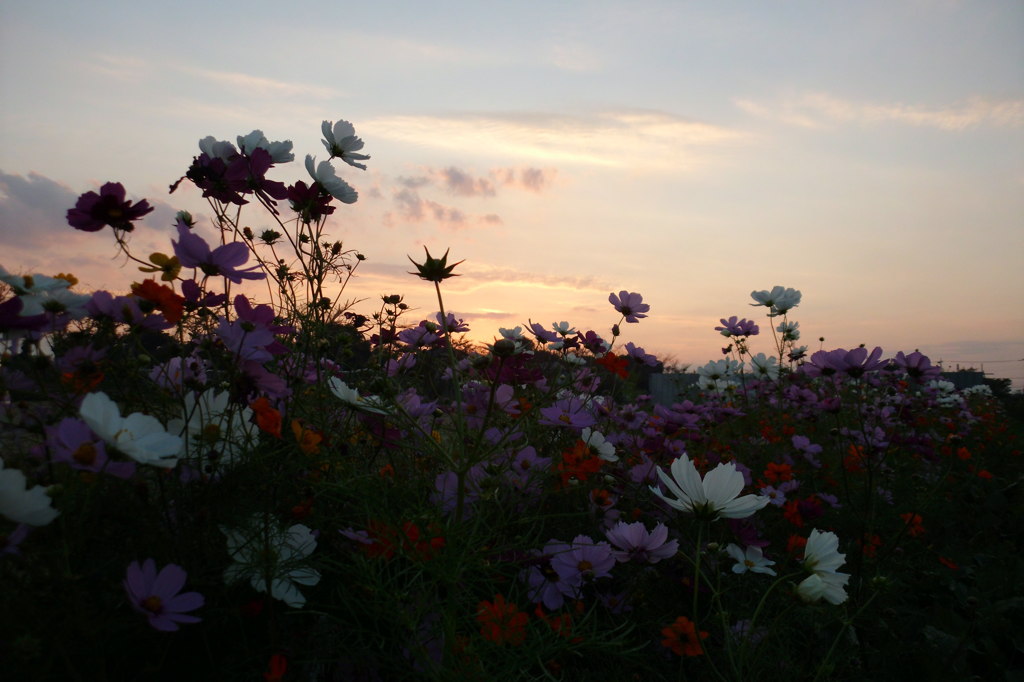 2014/10/19_夕暮れのコスモス畑