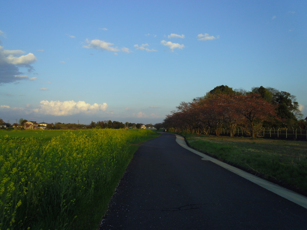 2017/04/15_菜の花と桜の道