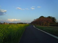 2017/04/15_菜の花と桜の道