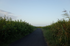2014/09/28_続く道