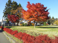 2016/11/14_土淵川吉野町緑地の紅葉