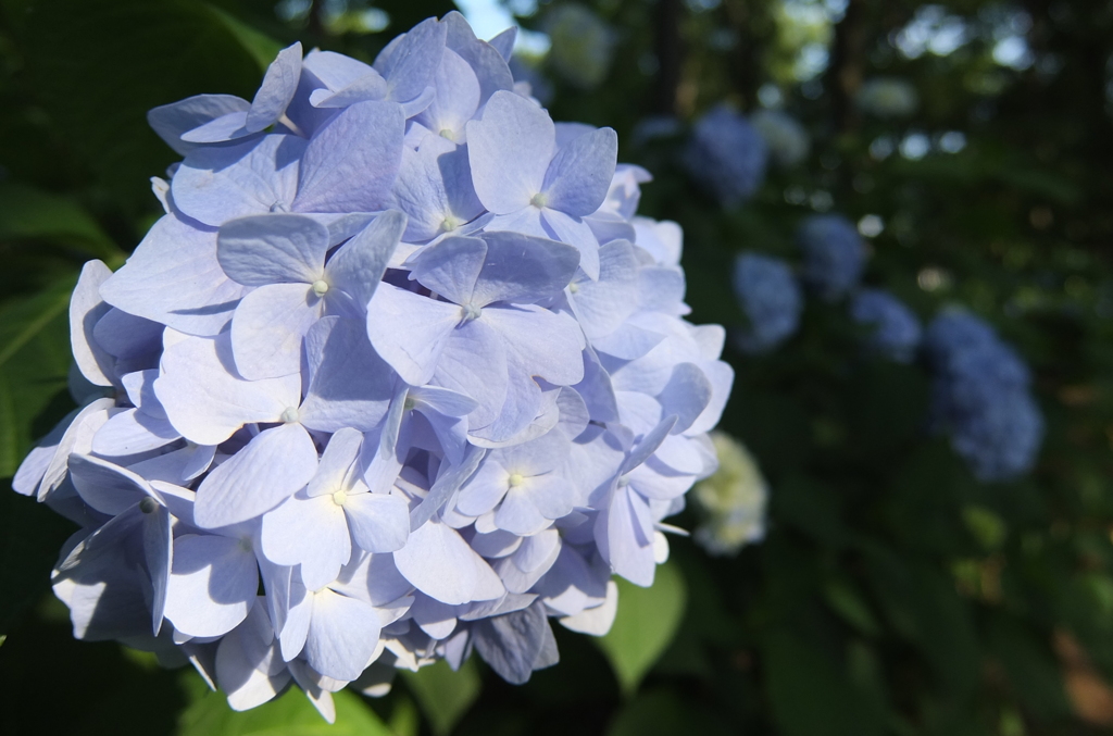 2014/06/15_伊奈アジサイ園