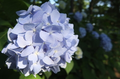 2014/06/15_伊奈アジサイ園