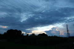2016/07/31_ひまわり畑の夕暮れ
