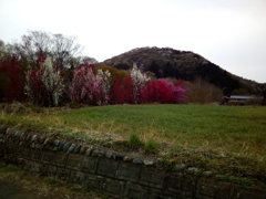 2019/04/07_梅か桜か色とりどり